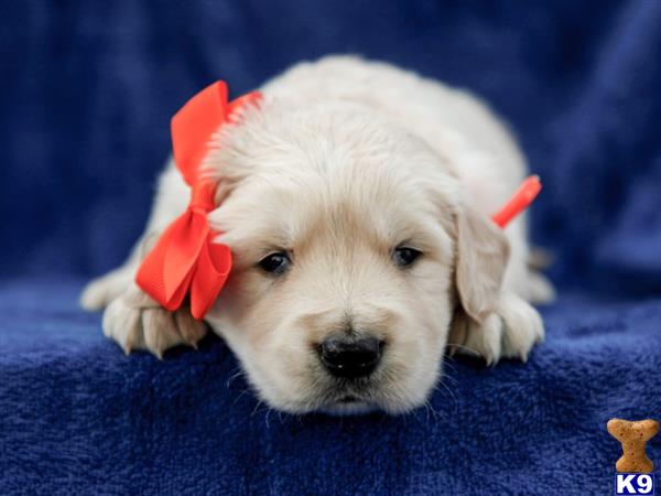 breeders Picture 2